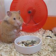 Hamster Molly 