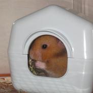 Hamster Molly 
