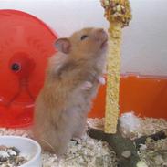 Hamster Molly 