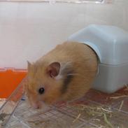 Hamster Molly 