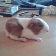 Marsvin Romeo (R.I.P)