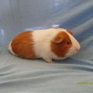 Marsvin Romeo (R.I.P)