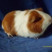 Marsvin Romeo (R.I.P)