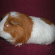 Marsvin Romeo (R.I.P)