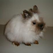 Kanin Stitch - R.I.P.