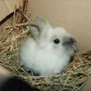 Kanin Stitch - R.I.P.