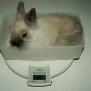 Kanin Stitch - R.I.P.