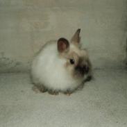 Kanin Stitch - R.I.P.