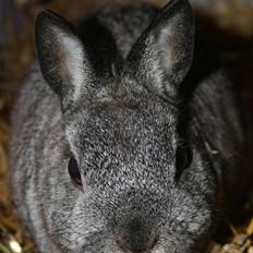 Kanin <3 DK Bjørnholts Nuser <3 R.I.P