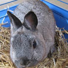 Kanin <3 DK Bjørnholts Nuser <3 R.I.P