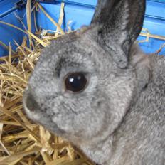 Kanin <3 DK Bjørnholts Nuser <3 R.I.P