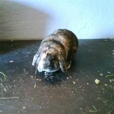 Kanin MARS NIGHT DELIGHT R.I.P