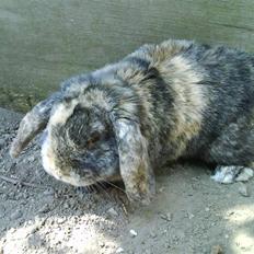 Kanin MARS NIGHT DELIGHT R.I.P