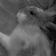 Kanin Starlight - Farvel.