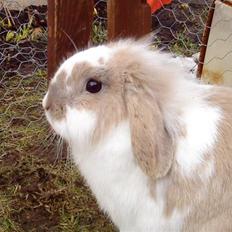 Kanin Starlight - Farvel.