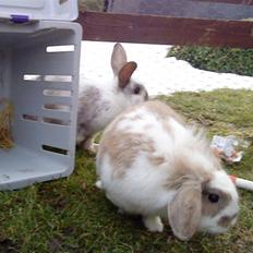 Kanin Starlight - Farvel.