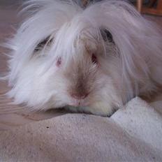 Marsvin Himalaya Peuraner *Armani