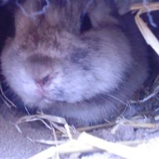 Kanin Lamboginni galardo<3 *;