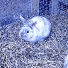 Kanin Lamboginni galardo<3 *;