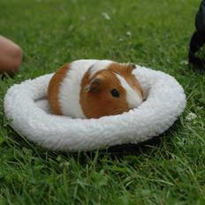 Marsvin Mælkebøttes Especially Emma<3