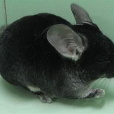 Chinchilla jumping jack