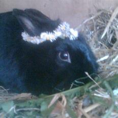 Kanin Hexia de Trick