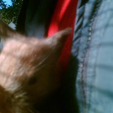 Kanin Hexia de Trick