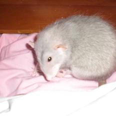 Tamrotte Andalusia RIP