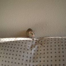 Tamrotte Andalusia RIP