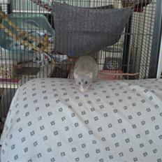 Tamrotte Andalusia RIP