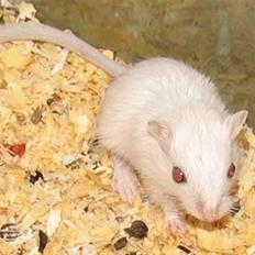 Ørkenrotte snehvide