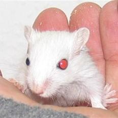 Ørkenrotte snehvide