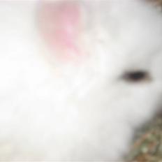 Kanin Snow white