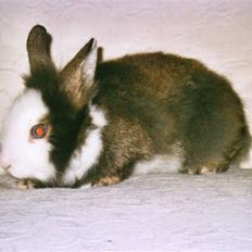 Kanin Sonic *Givet væk*