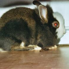 Kanin Sonic *Givet væk*