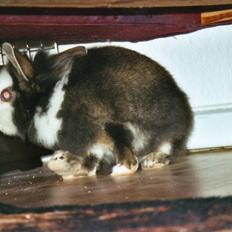 Kanin Sonic *Givet væk*