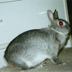 Kanin Taiga *R.I.P.*