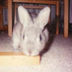 Kanin Taiga *R.I.P.*