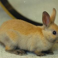 Kanin Queenie *R.I.P.*