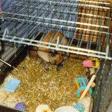 Kanin Queenie *R.I.P.*