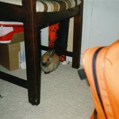 Kanin Queenie *R.I.P.*