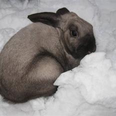 Kanin Dværgvædder Puff