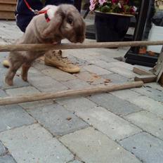 Kanin Dværgvædder Puff