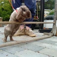 Kanin Dværgvædder Puff