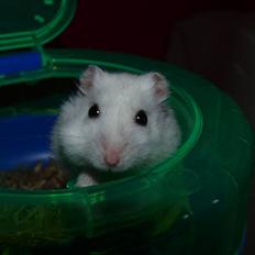 Dværghamster Findus. Død. :/