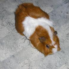 Marsvin Theodor (Grisen)