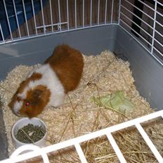 Marsvin Theodor (Grisen)