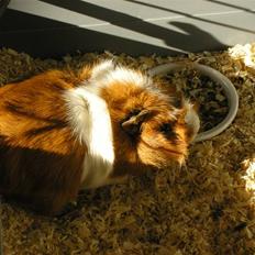 Marsvin Theodor (Grisen)