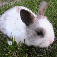 Kanin Zoe *Givet væk*