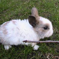 Kanin Zoe *Givet væk*